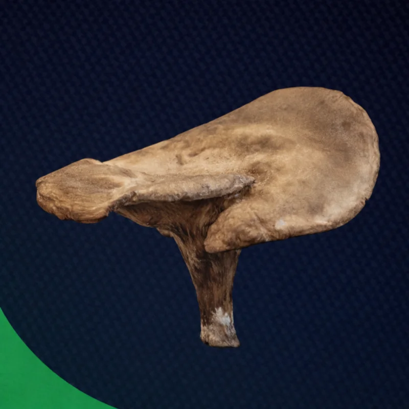 MUSHROOM ARC Raiders